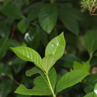 Gardenia jasminoides J.Ellis